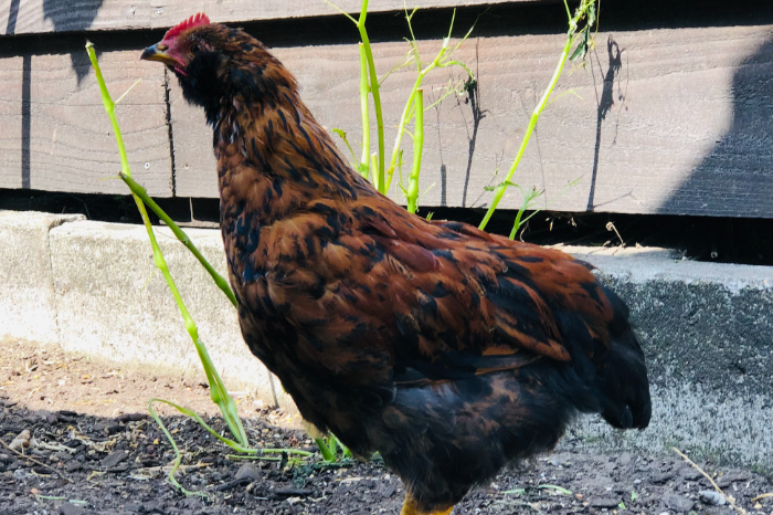 oergezonde ameraucana x rhode island red haan