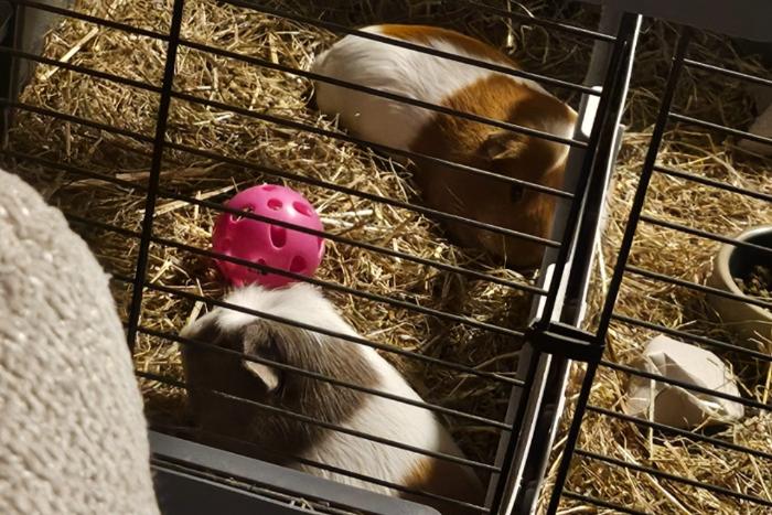 2 vrouwtjes cavia
