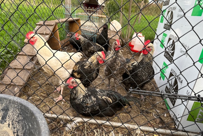 diverse hanen enkele hen