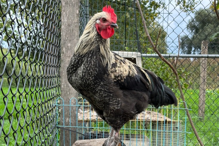 diverse hanen enkele hen