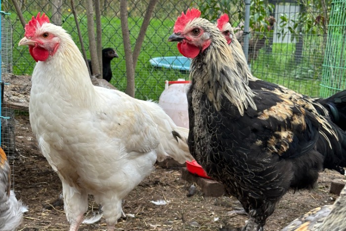 diverse hanen enkele hen