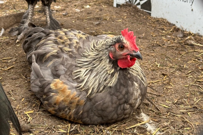 diverse hanen enkele hen