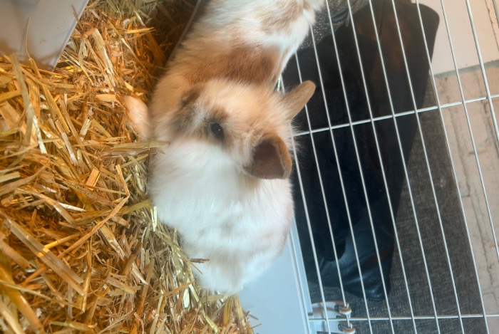 baby dwergkonijntjes