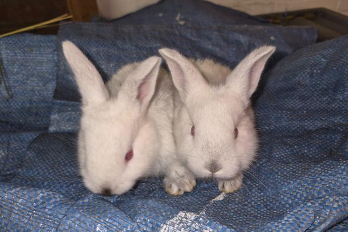 california x vlaamse reus