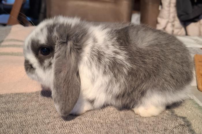 mooie raszuivere nhd konijnen