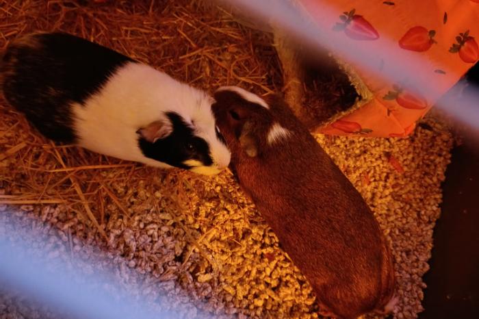 2 zeugjes met hok en benodigdheden