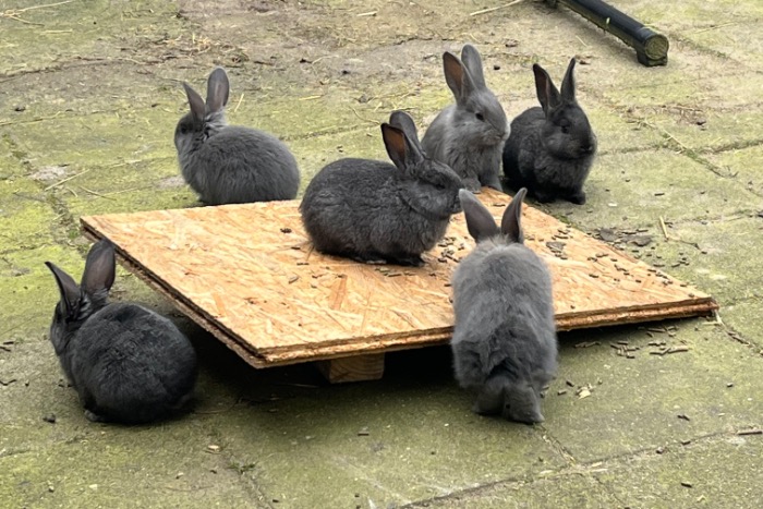 kruising vlaamse reus duitse reus