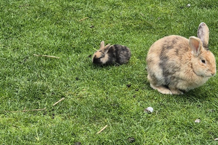 baby konijnen te koop (moeten zo snel mogelijk weg)