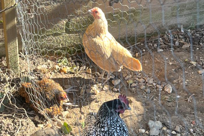 op zoek naar een nieuw huis: 4 leuke sebright kippen