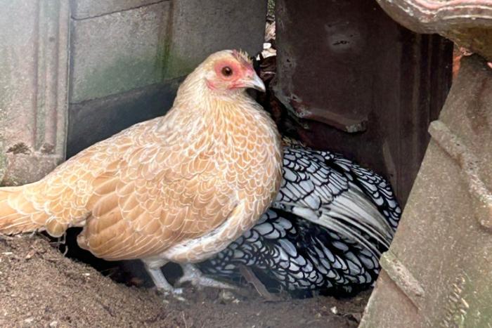 op zoek naar een nieuw huis: 4 leuke sebright kippen