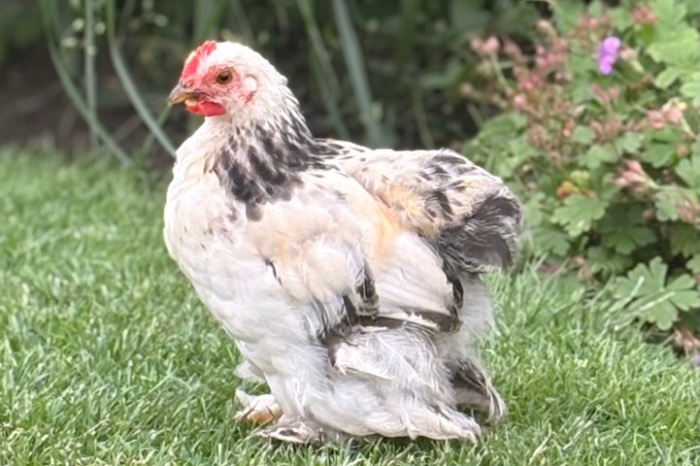 cochin kriel hanen