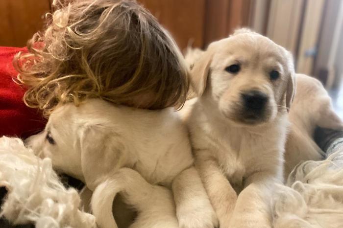 golden retriever-puppy's