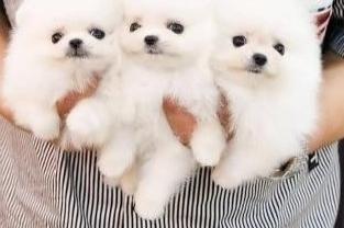 raszuivere pomeriaan-puppy's