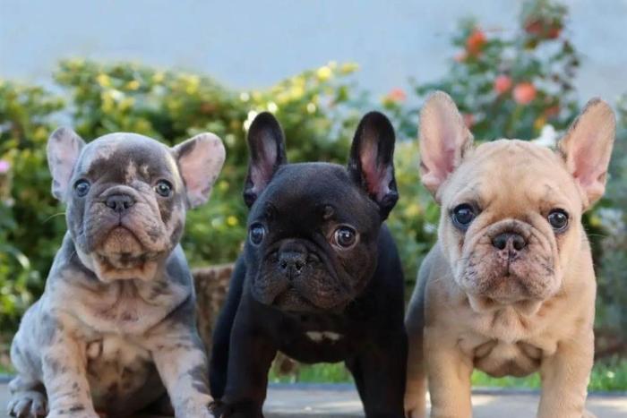 geweldige franse bulldog-puppy's te koop