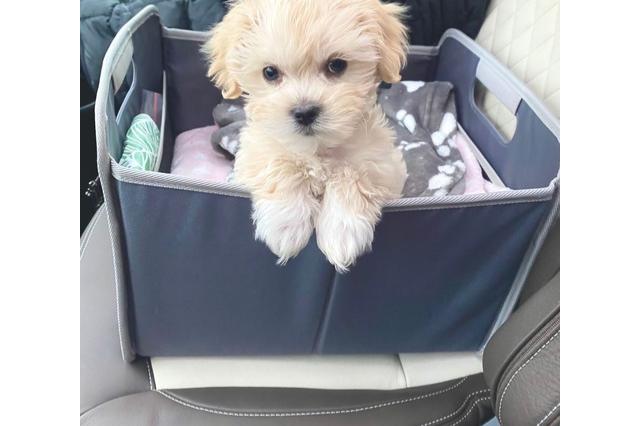 lieve maltipoo-puppy's, in huis opgegroeid