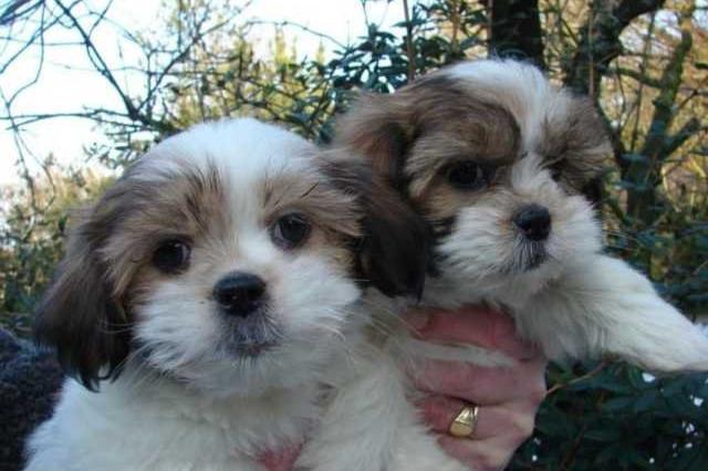 prachtige shih tzu-puppy's