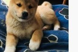 shiba inu-puppy's