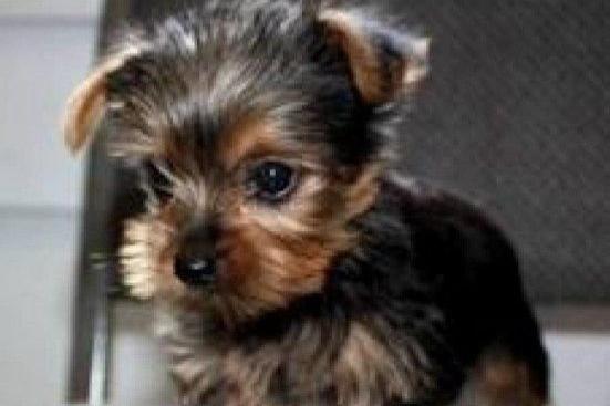 goede yorkshire terriër-puppy's