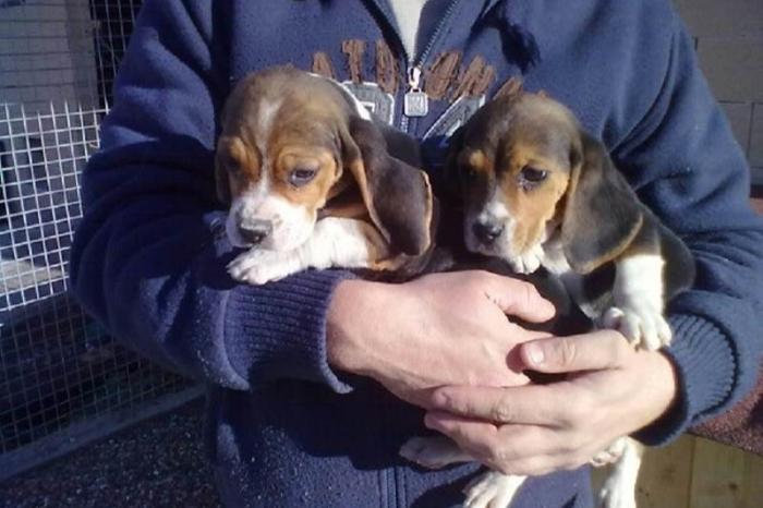 sociaal opgevoede beagle-puppy's
