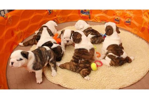engelse bulldog te koop