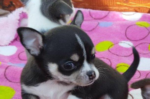 zeer aanhankelijke chihuahua-puppy's