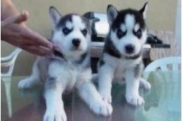 siberische husky-puppy's