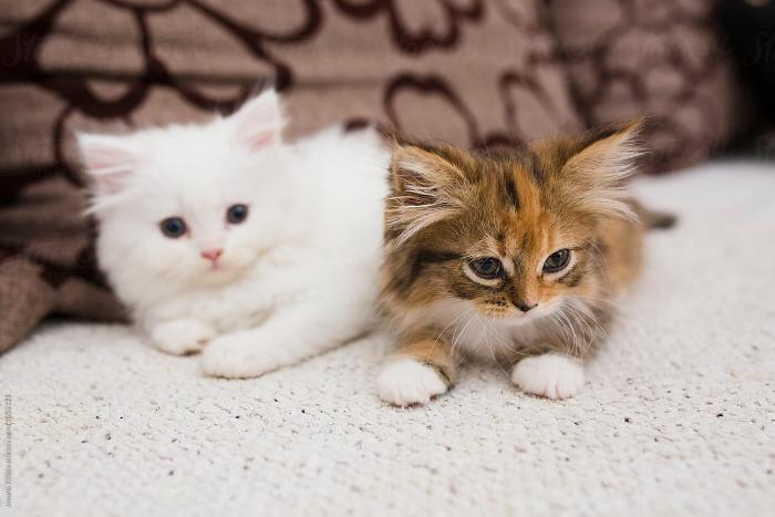perzische kittens van 12 weken oud beschikbaar