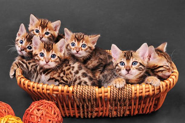 bengaalse kittens