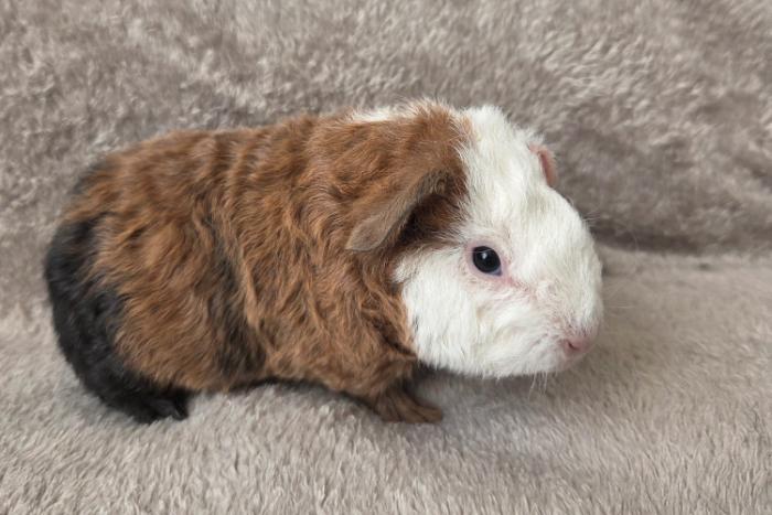 jonge us teddy beertjes
