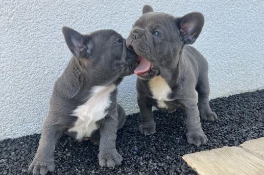prachtige franse bulldog-puppy's.