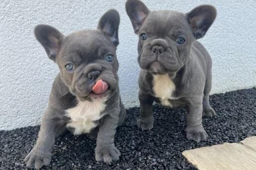 prachtige franse bulldog-puppy's.