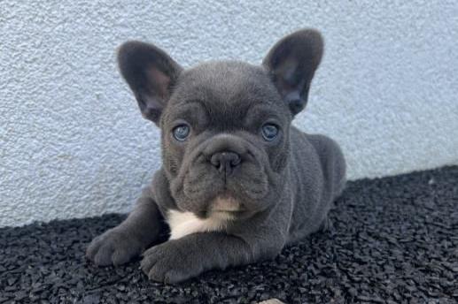 prachtige franse bulldog-puppy's.