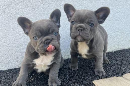 prachtige franse bulldog-puppy's.