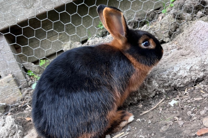 black & tan rammetjes