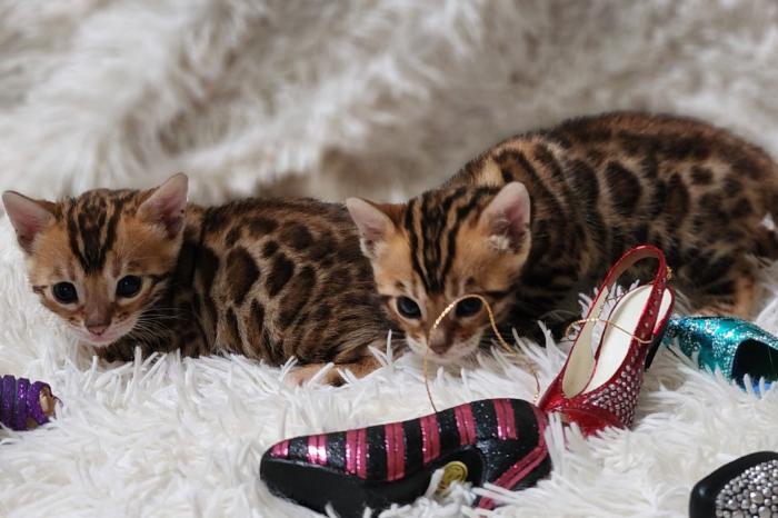 bengaalse kittens beschikbaar