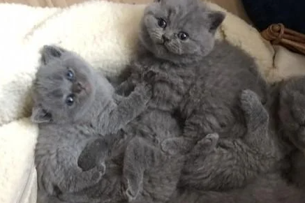 tica-geregistreerde brits korthaar-kittens beschikbaar