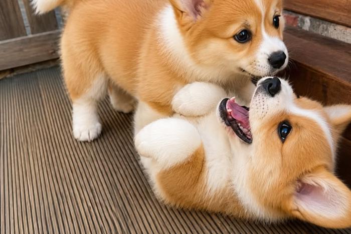 sociale en speelse corgi-puppy's