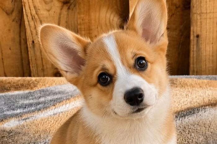 sociale en speelse corgi-puppy's