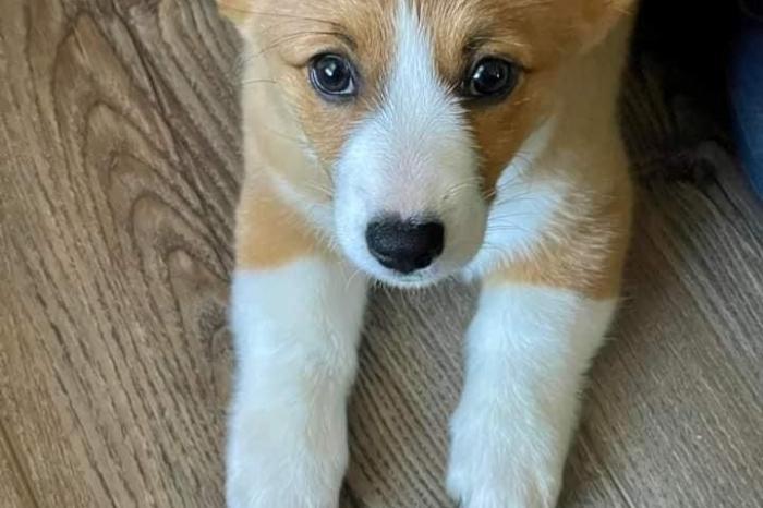 sociale en speelse corgi-puppy's