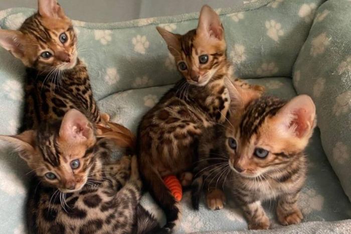 raszuivere bengaalse kittens
