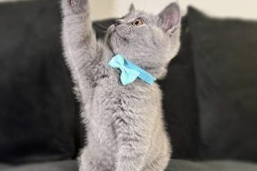 schattige brits korthaar-kittens die klaar zijn om te verhuizen
