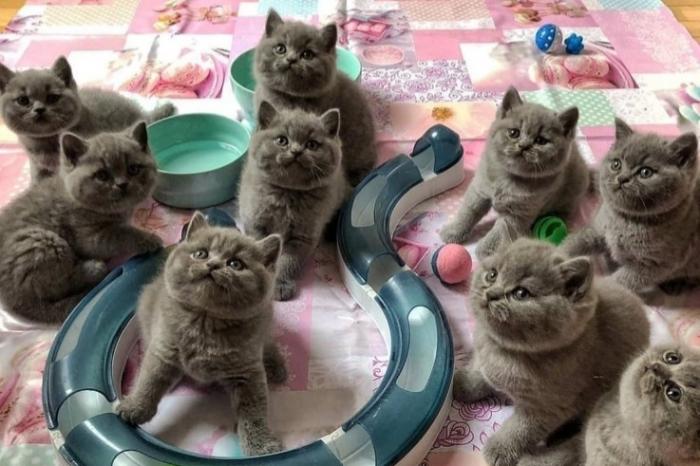 prachtige brits korthaar-kittens