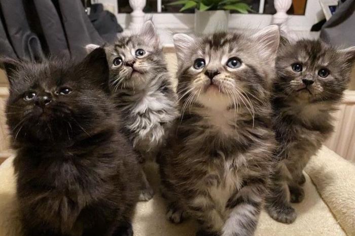 prachtige, speelse maine coon-kittens
