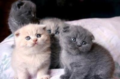 scottish fold-kittens