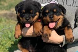 geregistreerde rottweiler-puppy's