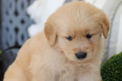 prachtige golden retriever-puppy's