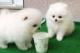 prachtige witte pomeriaan-puppy's