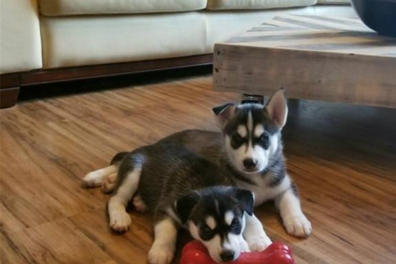 siberische husky-puppy's zoeken een thuis