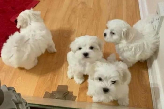 prachtige raszuivere maltezer puppy's