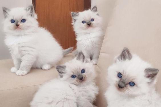 saadaval ragdoll-tõugu kassipojad: